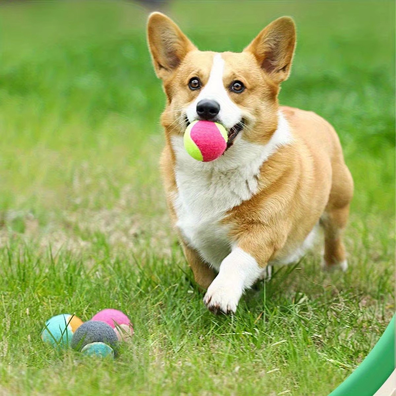 1/2 ชิ้น ของเล่นลูกบอล ลูกบอลแ - Catch Ball Velcro บทวิจารณ์และราคา